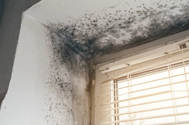Trusted Commercial Mold Remediation service in Manville, NJ - Cheap Mold Removal